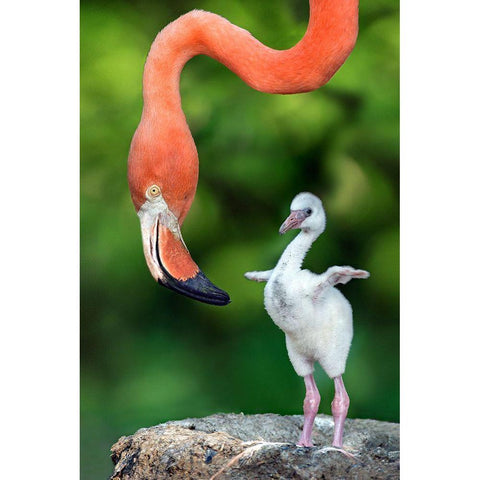 Flamingo With Chick White Modern Wood Framed Art Print by Ortega, Xavier