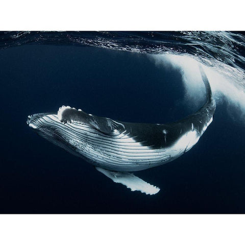 Beautiful Turn Black Modern Wood Framed Art Print by Takahashi, Reiko