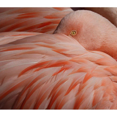 Portrait Of A Pink Flamingo Gold Ornate Wood Framed Art Print with Double Matting by Wechsler, Robin