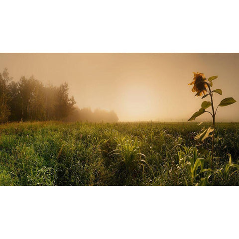 Misty Morning Gold Ornate Wood Framed Art Print with Double Matting by Shepeleva, Julia