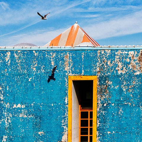 The Seagull Black Ornate Wood Framed Art Print with Double Matting by Della Latta, Massimo