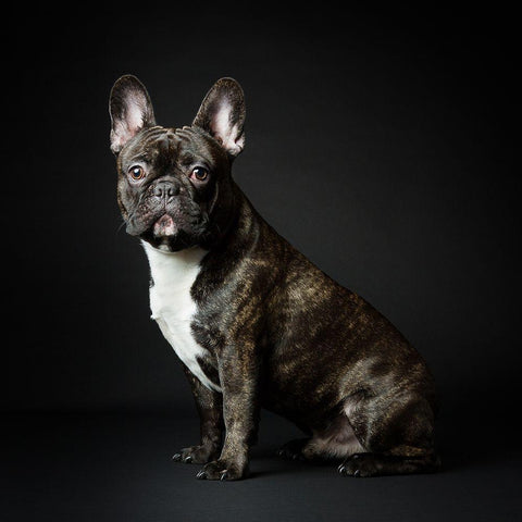 Max White Modern Wood Framed Art Print by Suykerbuyk, Jurgen