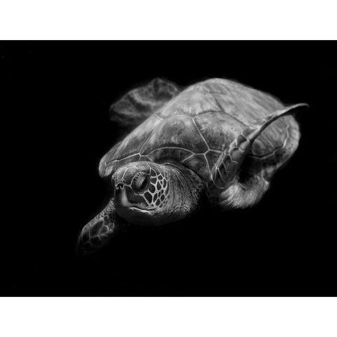 Portrait Of A Sea Turtle In Black And White Gold Ornate Wood Framed Art Print with Double Matting by Wechsler, Robin