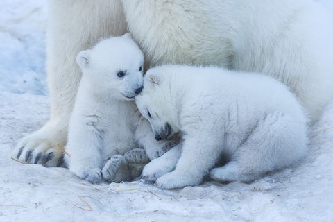 Polar Bear Cub White Modern Wood Framed Art Print with Double Matting by Belovodchenko, Anton