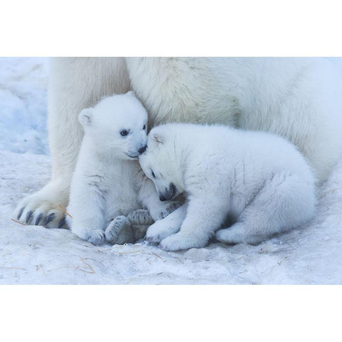 Polar Bear Cub Gold Ornate Wood Framed Art Print with Double Matting by Belovodchenko, Anton