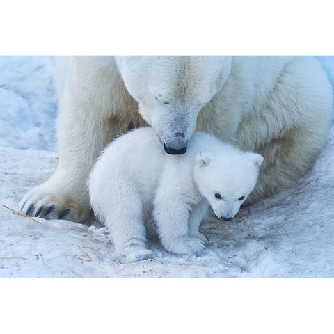 Polar Bear Portrait White Modern Wood Framed Art Print by Belovodchenko, Anton