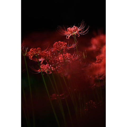 Sparkling Red Flower White Modern Wood Framed Art Print by Suzuki, Takashi