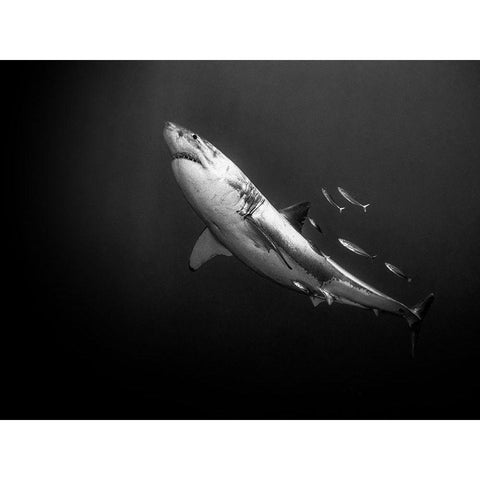 The Great One Gold Ornate Wood Framed Art Print with Double Matting by Melesan, Serge