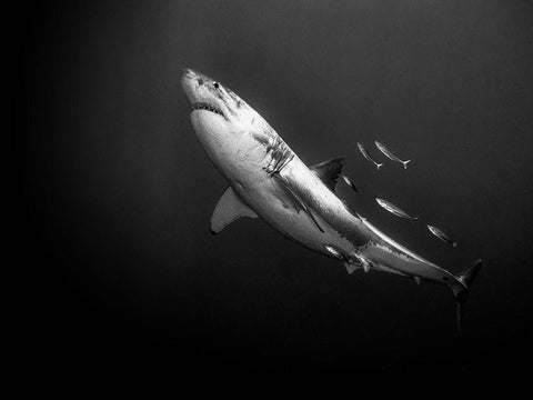 The Great One Black Ornate Wood Framed Art Print with Double Matting by Melesan, Serge