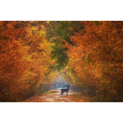 Autumn Fantasy Gold Ornate Wood Framed Art Print with Double Matting by Cantemir, Mandru