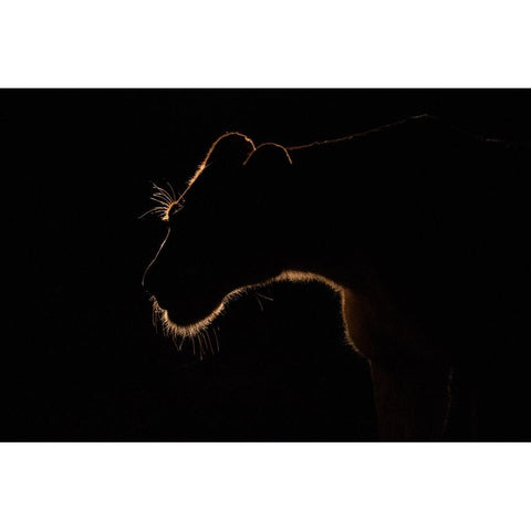 Untitled Gold Ornate Wood Framed Art Print with Double Matting by Eichelberg, Amnon