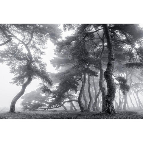 Endure For A Hundred Years White Modern Wood Framed Art Print by Seo, Tiger