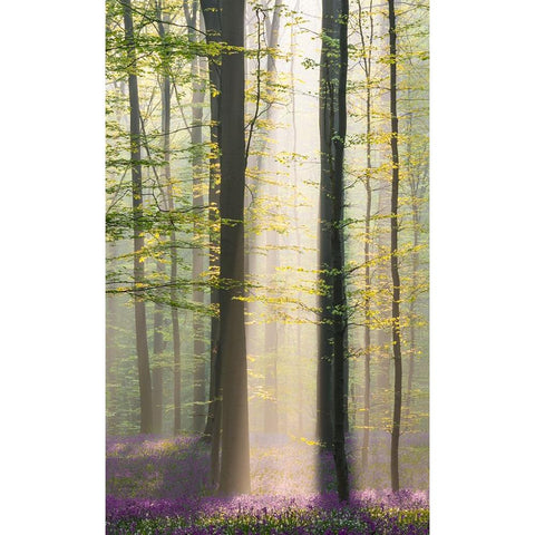 Misty Sunrise In Hallerbos White Modern Wood Framed Art Print by VLAICU, Denisa