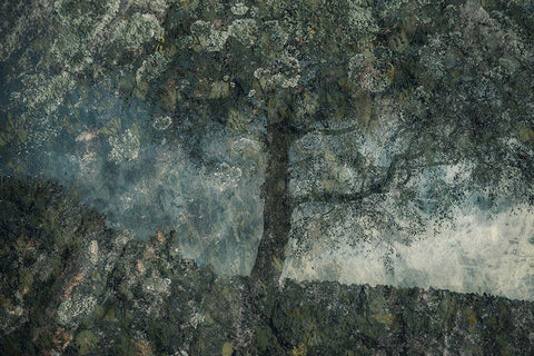 Rocks And A Tree Black Ornate Wood Framed Art Print with Double Matting by Talen, Nel