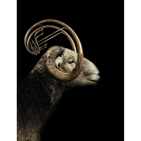 Big Horn Sheep Gold Ornate Wood Framed Art Print with Double Matting by Hummel, Jeffrey