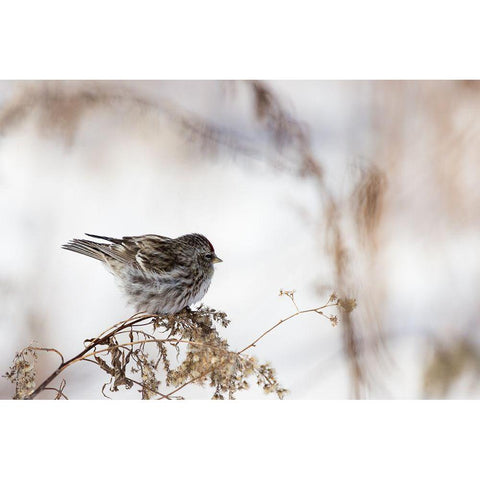 Sparrow White Modern Wood Framed Art Print by Ljubicic, Dusan