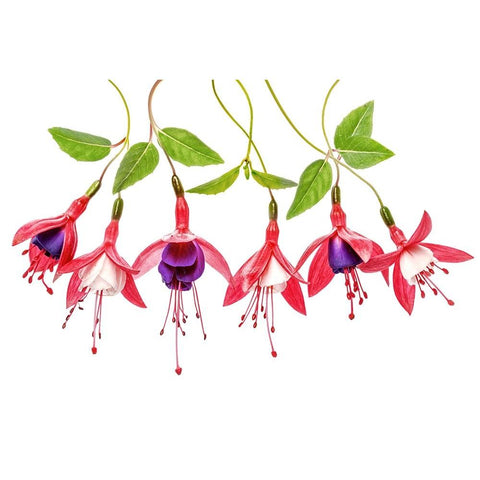 .Fuchsia. White Modern Wood Framed Art Print by Disher, Mandy