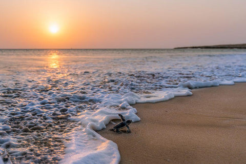 Green Turtle Black Ornate Wood Framed Art Print with Double Matting by Al Farsi, Haitham