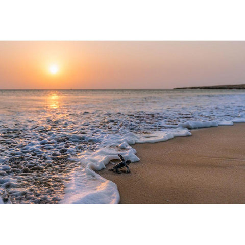 Green Turtle Black Modern Wood Framed Art Print by Al Farsi, Haitham