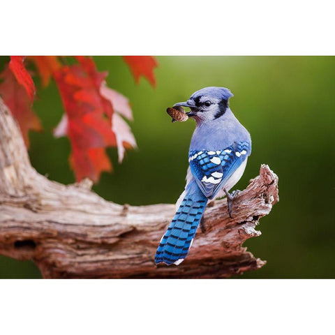 Blue Jay With Acorn Black Modern Wood Framed Art Print with Double Matting by Costina, Mircea