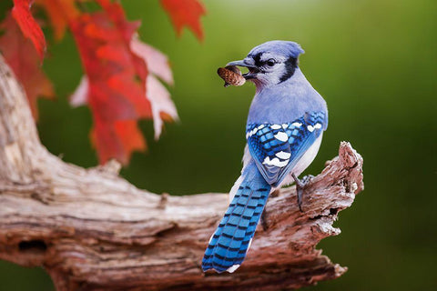 Blue Jay With Acorn Black Ornate Wood Framed Art Print with Double Matting by Costina, Mircea