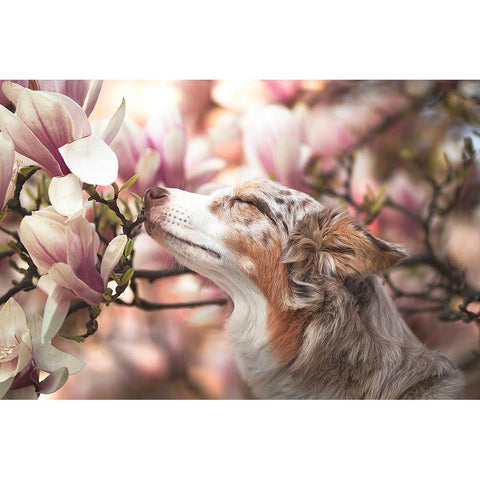 Dawn Of Blossom Black Modern Wood Framed Art Print by Shandor, Ve