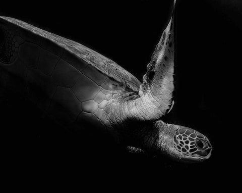 Portrait Of A Sea Turtle In Black And White 2 White Modern Wood Framed Art Print with Double Matting by Wechsler, Robin
