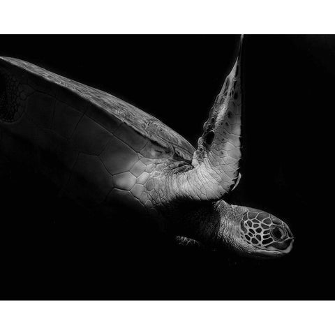 Portrait Of A Sea Turtle In Black And White 2 Black Modern Wood Framed Art Print by Wechsler, Robin