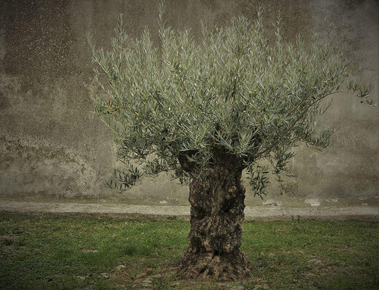 Image Only