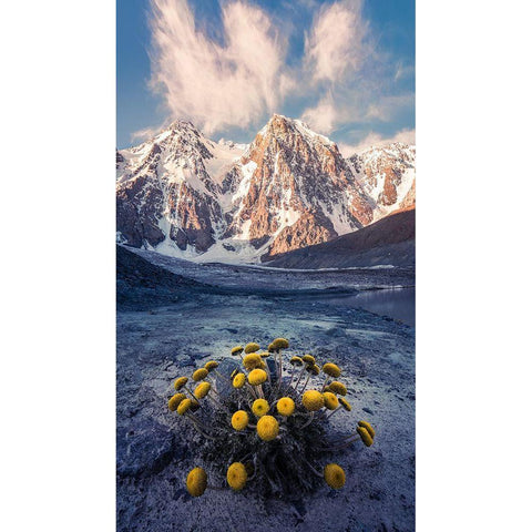 Snow Mountain Camomile A??Accappc??EÂ?A?? Black Modern Wood Framed Art Print with Double Matting by Qiye