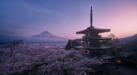 Mt Fuji Sakura Black Ornate Wood Framed Art Print with Double Matting by De La, Javier