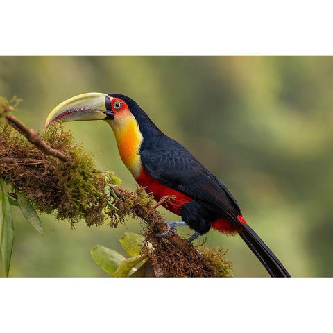 Red-Breasted Toucan Black Modern Wood Framed Art Print with Double Matting by Galus, Piotr
