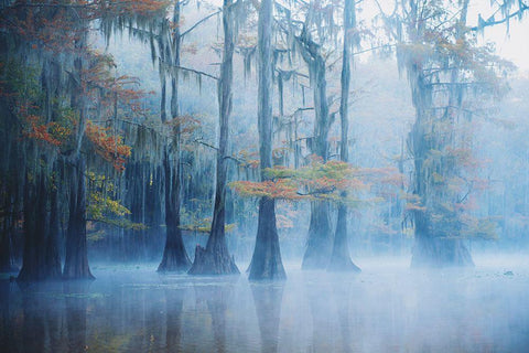 Foggy Swamp Morning White Modern Wood Framed Art Print with Double Matting by H., Aijing