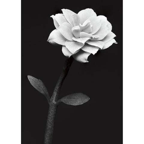 White Flower Black Modern Wood Framed Art Print by Kustas, Anders