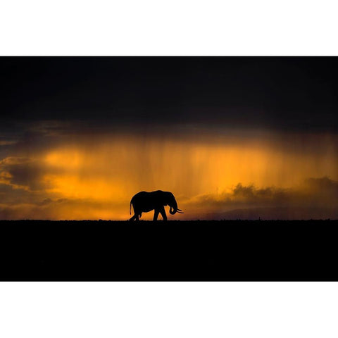 Elephant In A Rain Storm At Sunset Black Modern Wood Framed Art Print with Double Matting by Ortega, Xavier