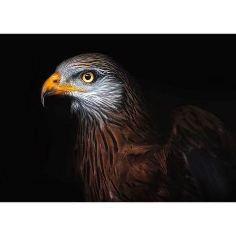 Red Kite Portrait Ii White Modern Wood Framed Art Print by Pascual Buye, Santiago