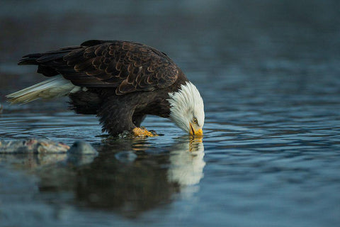 Bald Eagle Drink White Modern Wood Framed Art Print with Double Matting by Ferraro, Valerio