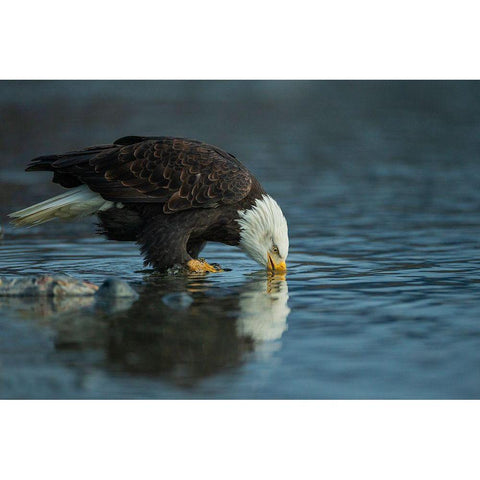 Bald Eagle Drink White Modern Wood Framed Art Print by Ferraro, Valerio