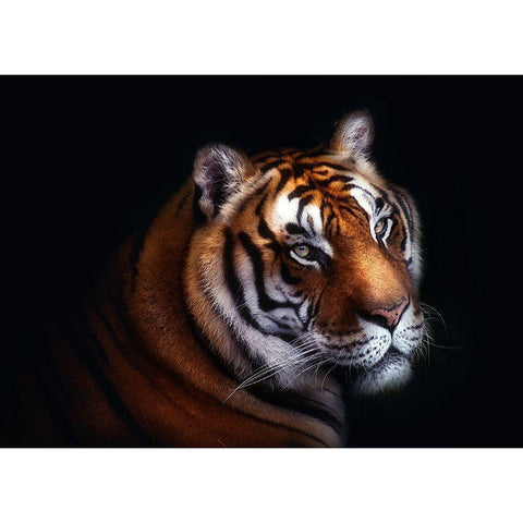 Tiger White Modern Wood Framed Art Print by Pascual Buye, Santiago