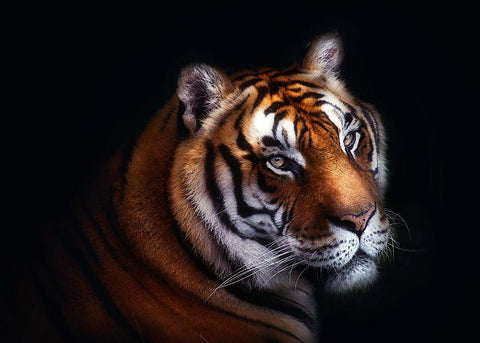 Tiger White Modern Wood Framed Art Print with Double Matting by Pascual Buye, Santiago