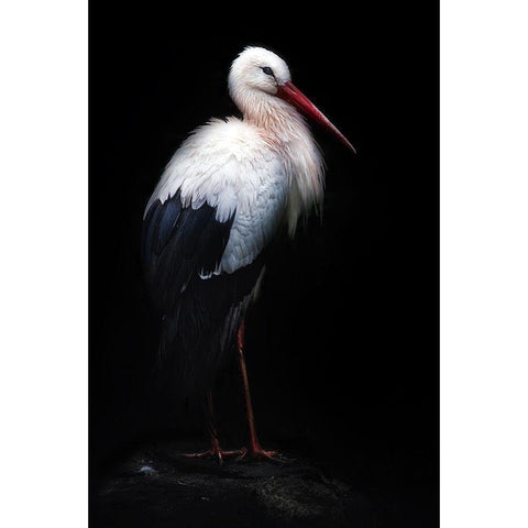 White Stork Portrait Black Modern Wood Framed Art Print with Double Matting by Pascual Buye, Santiago