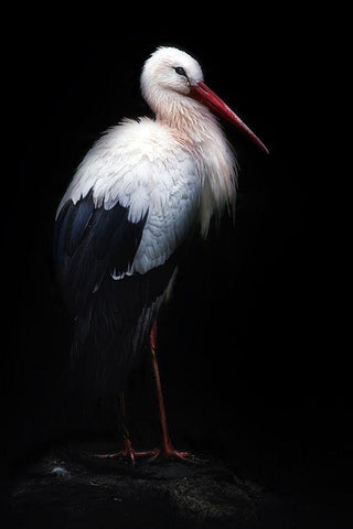 White Stork Portrait White Modern Wood Framed Art Print with Double Matting by Pascual Buye, Santiago