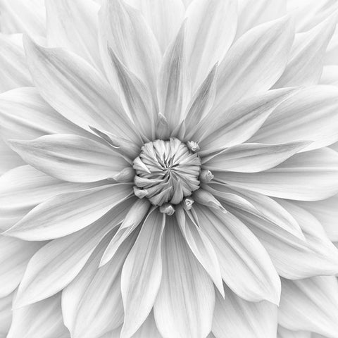 Hamari Gold In Monochrome White Modern Wood Framed Art Print with Double Matting by Gronkjar, Lotte