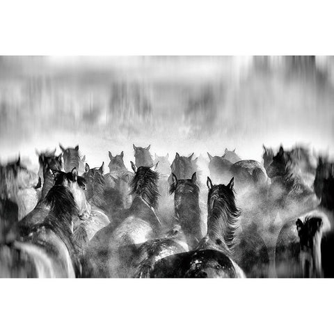 Horses White Modern Wood Framed Art Print by Mete, Gilcan