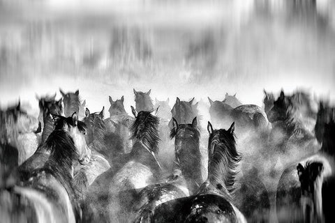 Horses White Modern Wood Framed Art Print with Double Matting by Mete, Gilcan