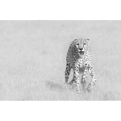 Cheetah White Modern Wood Framed Art Print by Zhao, Henry