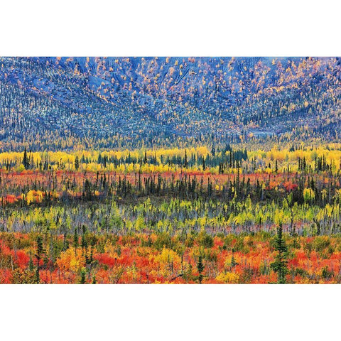 Fall Color In The Mountain Black Modern Wood Framed Art Print with Double Matting by Zuo, Jun