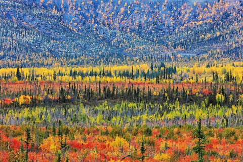 Fall Color In The Mountain White Modern Wood Framed Art Print with Double Matting by Zuo, Jun