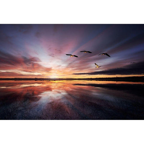 Morning Mood.. White Modern Wood Framed Art Print by Londal, Leif