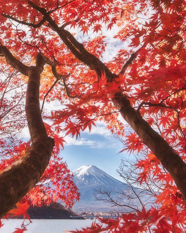 Mt.Fuji Is In The Autumn Leaves White Modern Wood Framed Art Print with Double Matting by Samejima, Makiko